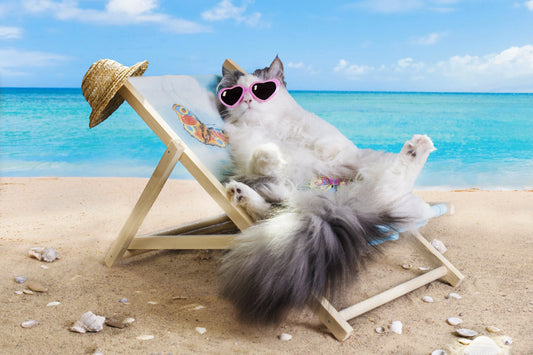 Summer-Cool-Guide-Keep-Your-Cat-Away-from-the-Heat-and-Enjoy-Comfortable-Time Litter Healthy Limited