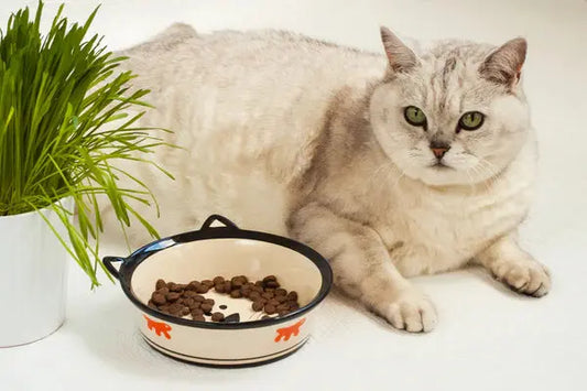 Fat-cats-are-cute-healthy-and-priceless-Beware-of-the-health-risks-behind-big-fat-cats Litter Healthy Limited