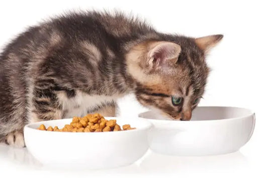 The-Golden-Dietary-Rule-for-Cats-Food-Water-Vitality Litter Healthy Limited