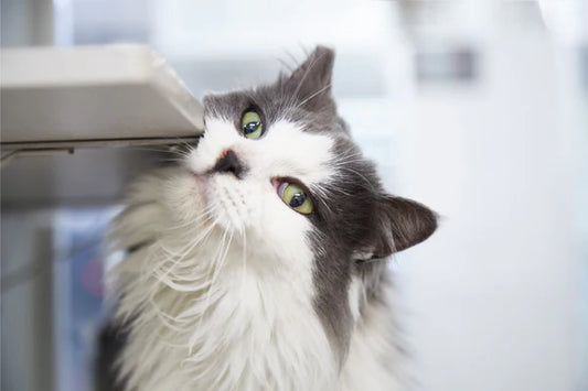 Unlocking-the-Mystery-of-Cat-s-Territory-From-Veterinary-Inspection-to-Cat-litter-box-guide Litter Healthy Limited