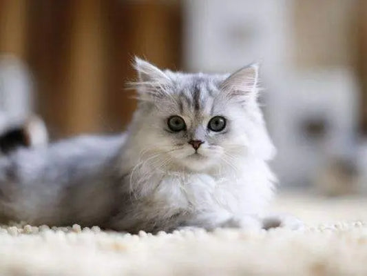 How-to-make-your-cat-live-a-happy-and-fulfilling-life Litter Healthy Limited