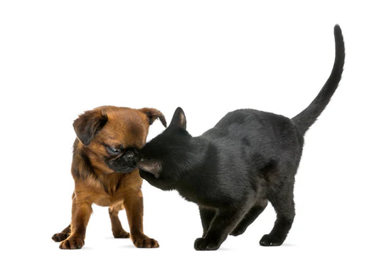 Smart-curious-and-considerate-the-multiple-charms-of-Mumbai-cats Litter Healthy Limited