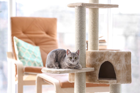 Farewell-to-the-Cat-Claw-Crisis-Intelligent-Selection-Protecting-Furniture-and-Win-Win-with-Cat-Owners Litter Healthy Limited