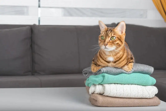 There-may-be-multiple-reasons-why-cats-pee-on-their-owner-s-clothes Litter Healthy Limited