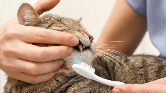 Clean-every-Monday-Embark-on-a-journey-of-refreshing-the-cat-s-mouth Litter Healthy Limited