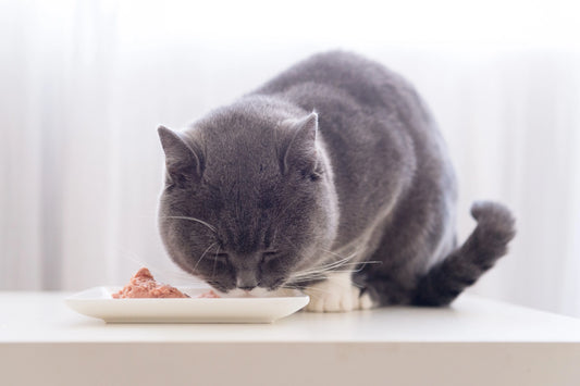 Uncovering-the-Cat-Recipe-The-Survival-Wisdom-of-Carnivores Litter Healthy Limited