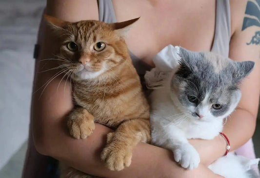 Two-Cats-Accompanied-Double-Happiness-Unlocking-Cats-Social-Passwords Litter Healthy Limited