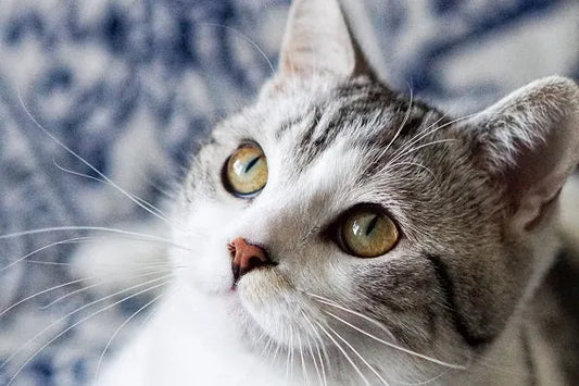 Chasing-the-Shadow-and-Catching-the-Wind-The-Perfect-Integration-of-Cat-Evolution-and-Hunting-Art Litter Healthy Limited