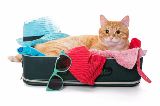 How-to-make-your-cat-entertain-themselves-when-not-at-home Litter Healthy Limited