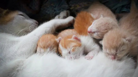 The-Secret-of-Cat-s-Life-Stage-The-Path-of-Transformation-from-Infants-to-Adults Litter Healthy Limited