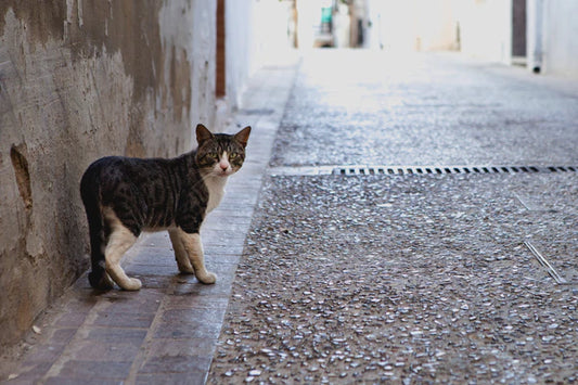 Cat-Battle-Flower-Box-The-Territorial-Struggle-between-Wild-Cats-and-Pets Litter Healthy Limited