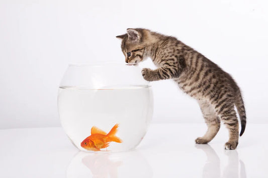 How-to-welcome-a-cute-pet-at-home-The-secret-to-harmonious-coexistence-between-cats-and-small-animals Litter Healthy Limited