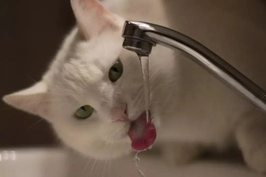How-to-cleverly-encourage-your-cat-to-drink-more-water Litter Healthy Limited