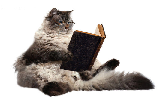 Cat-claw-removal-surgery-the-interweaving-of-cruelty-and-ignorance Litter Healthy Limited