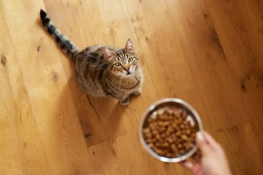Cat-litter-replacement-is-no-longer-frequent-making-it-easy-to-create-a-comfortable-living-space Litter Healthy Limited