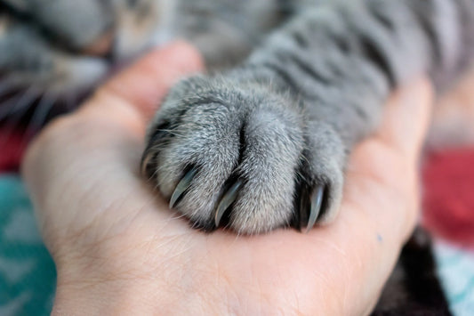 Removing-claws-for-cats-a-heavy-cost-beyond-money-banned-by-22-countries-worldwide Litter Healthy Limited