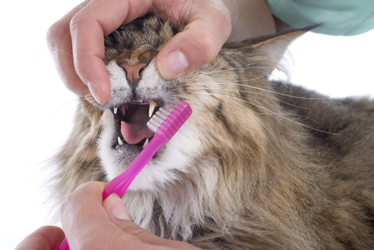 Cat-s-Bad-Breath-A-Comprehensive-Analysis-from-Diet-to-Health Litter Healthy Limited