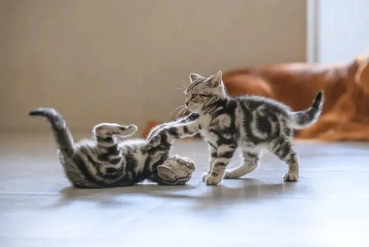 Which-type-of-cat-litter-is-the-most-environmentally-friendly Litter Healthy Limited