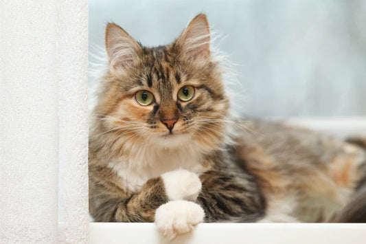 The-Secret-Language-of-Cats-Decoding-the-Emotional-World-of-Cats Litter Healthy Limited