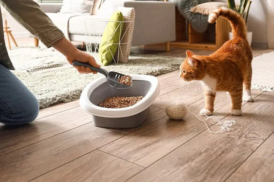 From-cat-preferences-to-environmental-considerations-easily-find-the-best-choice Litter Healthy Limited