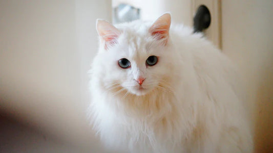Cool-summer-cats-don-t-worry-about-dressing-up Litter Healthy Limited