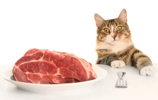 From-kittens-to-adults-Nutritional-changes-in-cat-growth Litter Healthy Limited