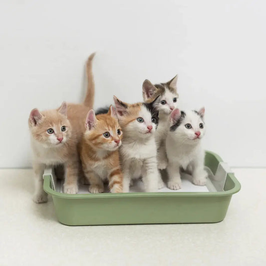 The-Secret-Law-of-Cats-in-Cat-Shatters-A-must-have-for-multi-cat-families Litter Healthy Limited