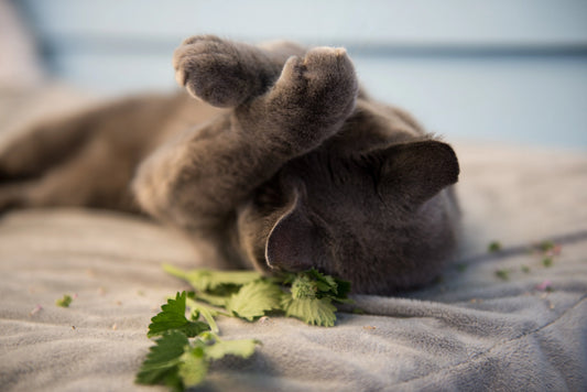 Exploring-the-world-of-catnip-wonderful-time-spent-with-cats Litter Healthy Limited