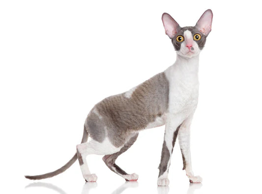 Curly-Cat-A-Fashionable-and-playful-Cat-Charm Litter Healthy Limited