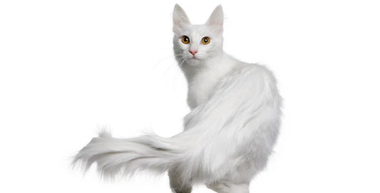 Aquatic-and-terrestrial-duo-The-swimming-skills-of-Angora-rabbits-and-the-social-charm-of-Angora-cats Litter Healthy Limited