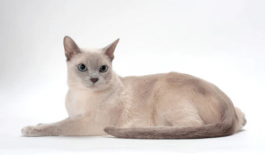 Revealing-Dongkini-Cat-A-Perfect-Pet-with-Low-Care-and-High-Companionship Litter Healthy Limited
