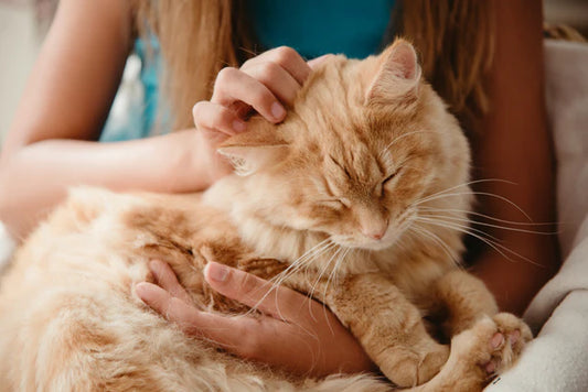 The-Choice-of-Food-for-Old-Cats-Unlocking-the-Secret-of-Elderly-Cat-Food Litter Healthy Limited