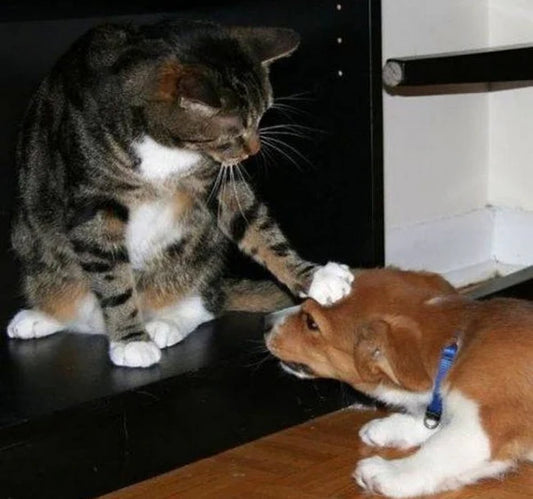From-Strange-to-Intimate-The-Evolutionary-Theory-of-Friendship-between-Cats-and-Dogs Litter Healthy Limited