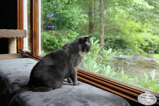 The-Hunter-s-Heart-of-Cats-and-the-Charm-of-Nature Litter Healthy Limited