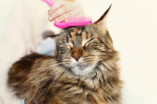 New-Realm-of-Cat-Hair-Even-Hairless-Cats-Have-Hair-Uncovering-the-Unique-Charm-of-Cat-Hair Litter Healthy Limited