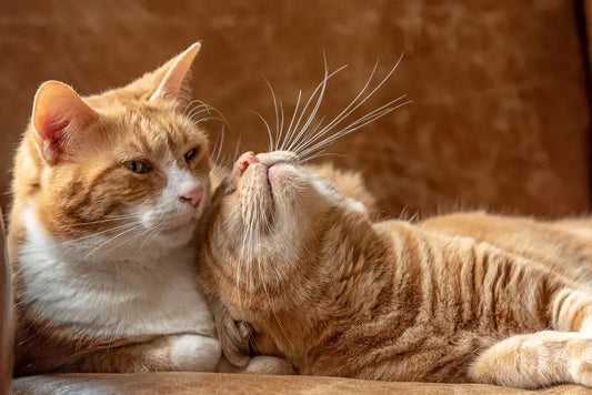 Exploring-the-Sleep-Secrets-of-Cats-Comfort-Diversity-and-Sensitivity Litter Healthy Limited