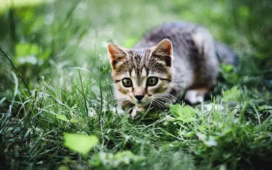 How-to-let-cats-enjoy-coolness-in-the-scorching-summer Litter Healthy Limited