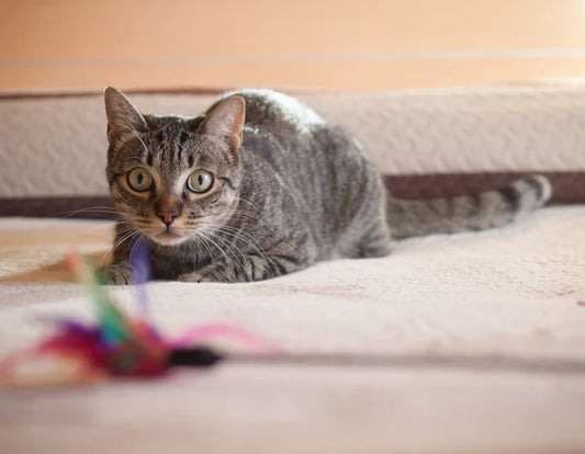 Why-did-your-cat-suddenly-transform-into-a-little-crazy-person-The-truth-is-here Litter Healthy Limited
