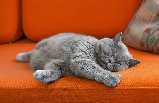 From-water-absorption-to-foot-feel-create-an-exclusive-playground-for-cats Litter Healthy Limited