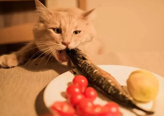 Meow-Star-People-s-Food-Map-Revealing-the-TOP-List-of-Cats-Favorite-Foods Litter Healthy Limited