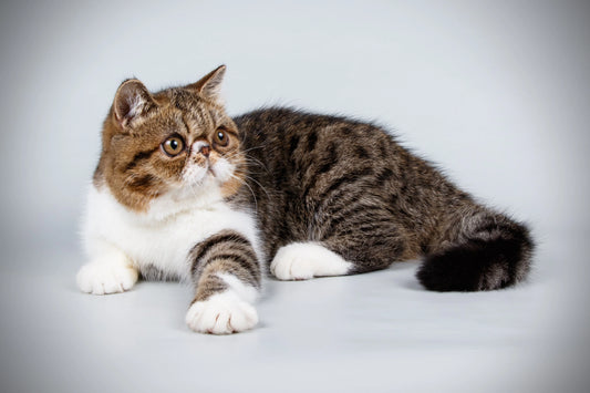 Elegance-that-transcends-time-and-space-the-birth-and-charm-of-exotic-short-haired-cats Litter Healthy Limited