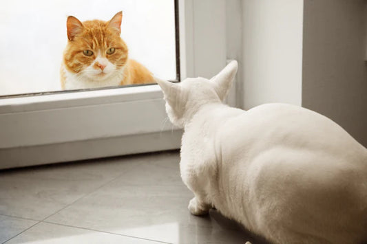 Cat-Realm-Battle-How-to-Define-Exclusive-Territory-for-Each-Cat-in-the-Home Litter Healthy Limited