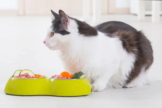 Cat-Diet-Reveals-Carbohydrates-Are-They-Enemies-or-Friends Litter Healthy Limited