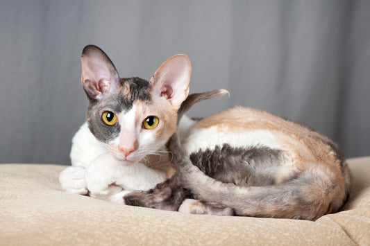 The-Legendary-Origin-and-Unique-Charm-of-Curly-Cat Litter Healthy Limited