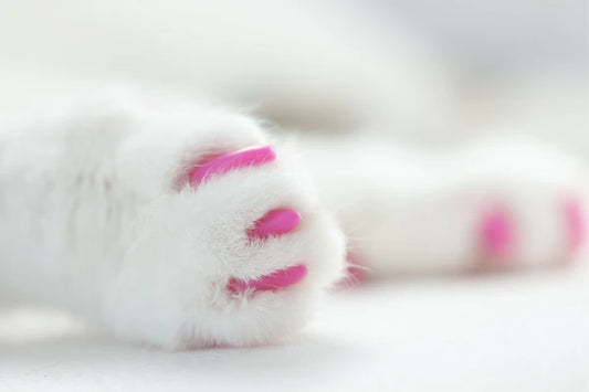 Guarding-the-Nature-of-Cats-Solutions-Beyond-Pawling Litter Healthy Limited