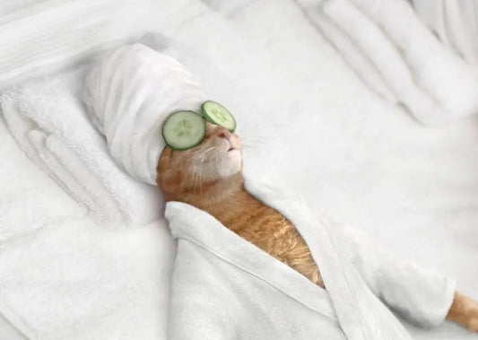Careful-care-worry-free-cats-create-a-perfect-plan-for-daily-care-of-kittens Litter Healthy Limited