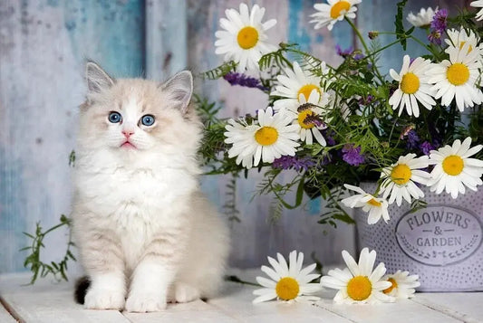 What-are-the-common-types-of-cat-litter Litter Healthy Limited