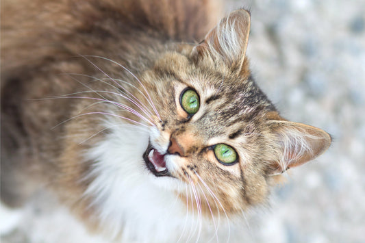 The-Charm-of-Cat-Language-The-Story-Behind-Unique-Meowing-Sounds Litter Healthy Limited