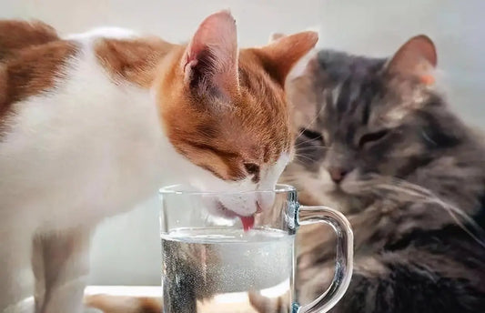A-small-trick-to-stimulate-cats-healthy-hydration-habits Litter Healthy Limited