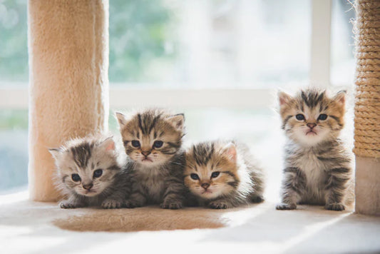 Winter-Solstice-Affection-Cat-s-Love-Season-Has-Arrived Litter Healthy Limited